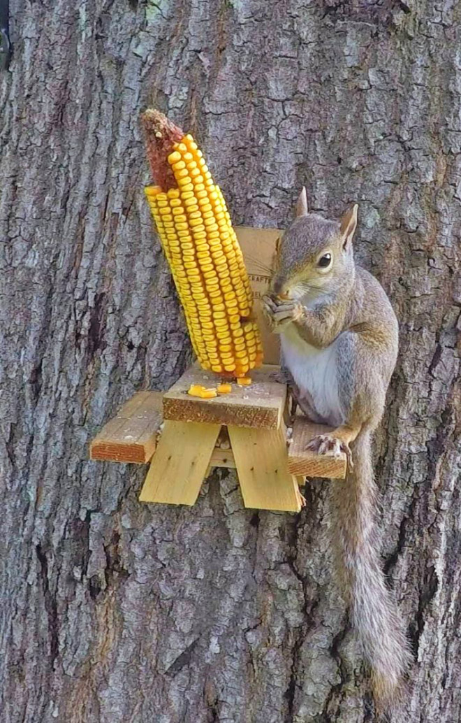 Squirrel having some corn.
