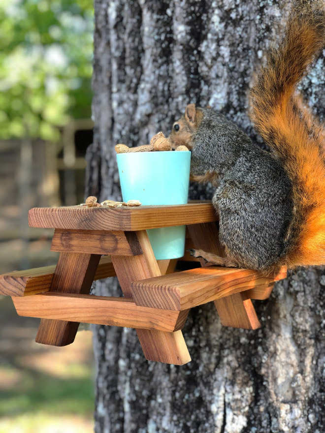 Picnic table style squirrel feeder.