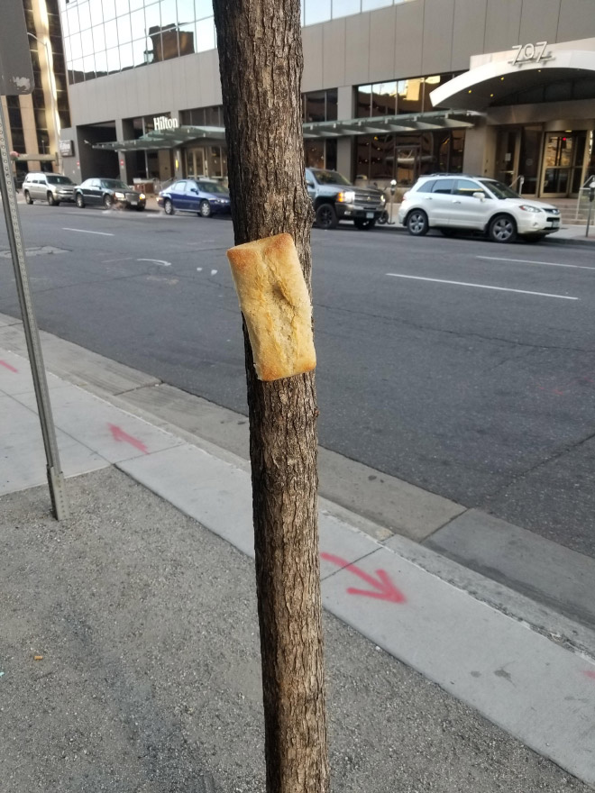 Bread stapled to a tree.