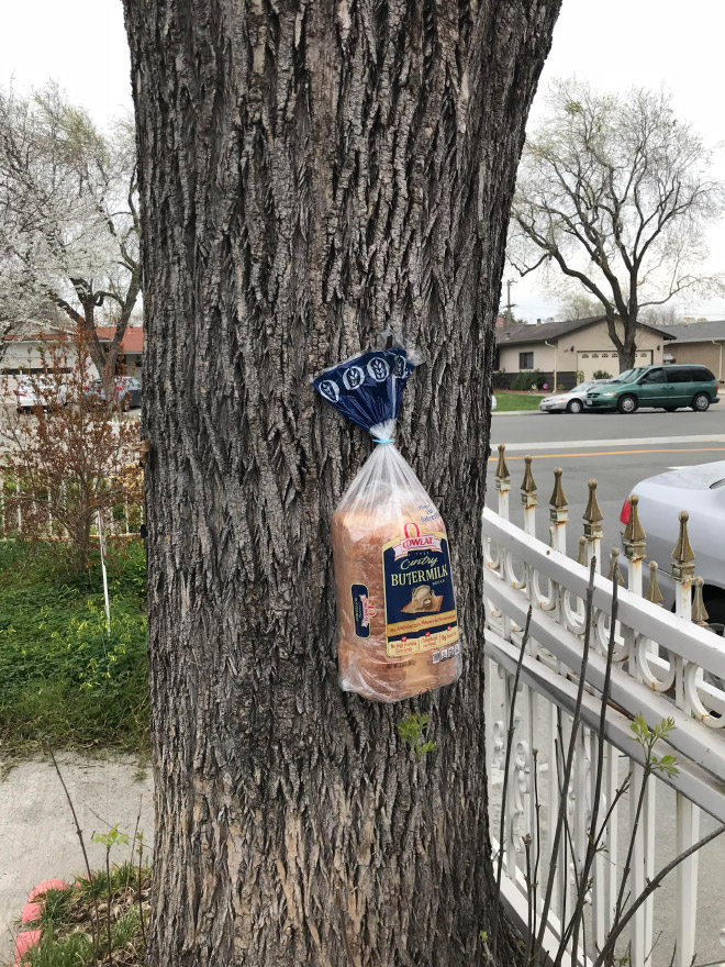 Bread stapled to a tree.