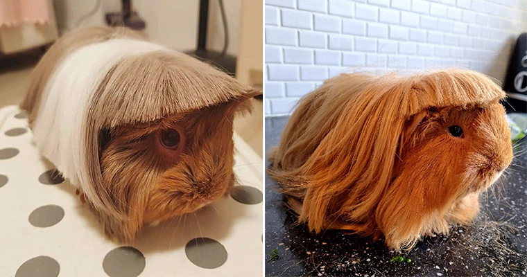 Bangs The Latest Guinea Pig Haircut Trend