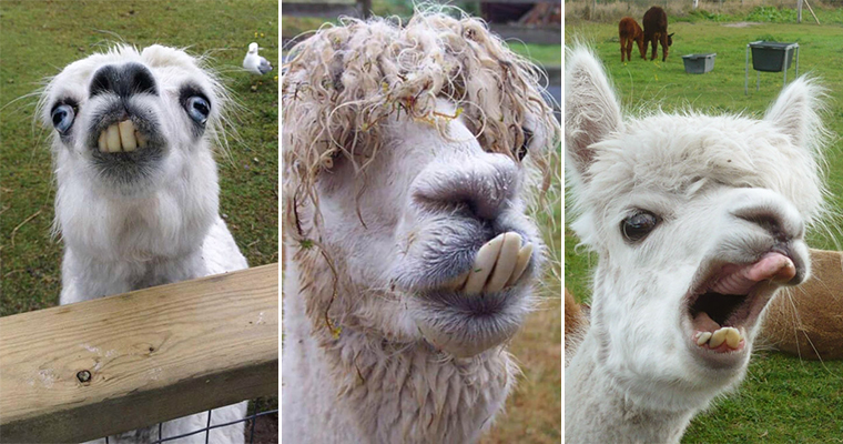 Alpacas And Llamas Are Beautiful, Majestic Creatures Alpacas And Llamas Are Beautiful, Majestic Creatures
