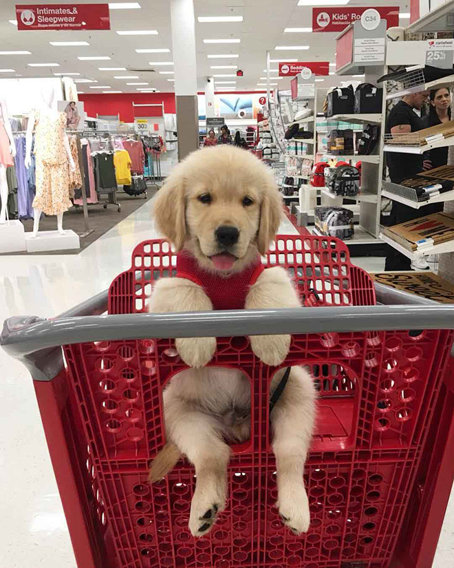 Shopping cart puppy.
