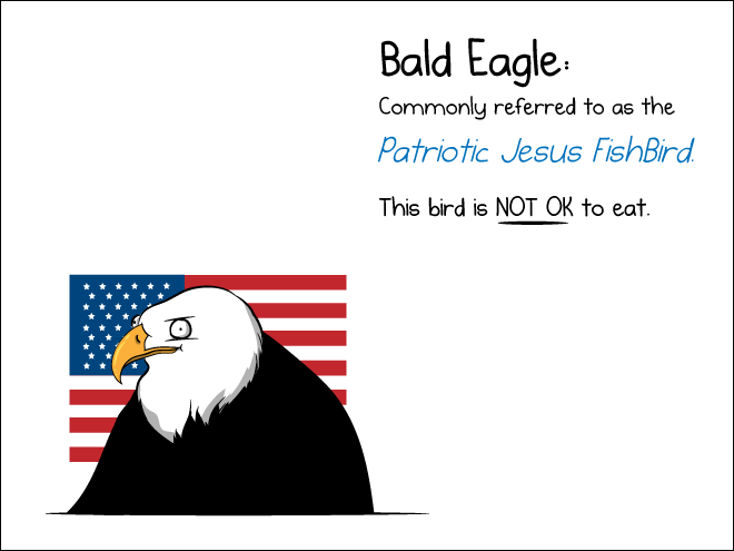 Bald eagle.