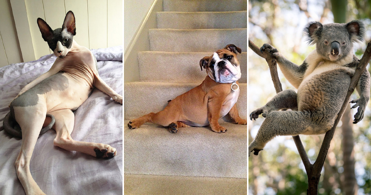 If Animals Had Tinder, These Would Be Their Profile Pics If Animals Had Tinder, These Would Be Their Profile Pics