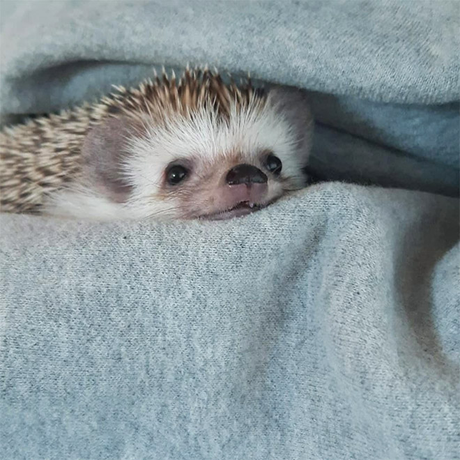 Cute hedgehog.