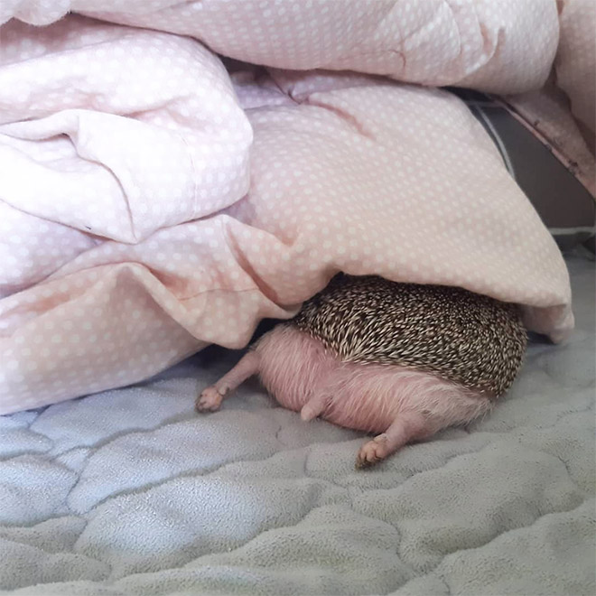 Pink hedgehog butt.