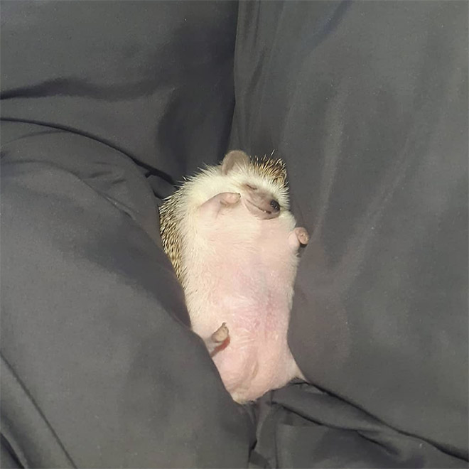 Hedgehog sleeping.