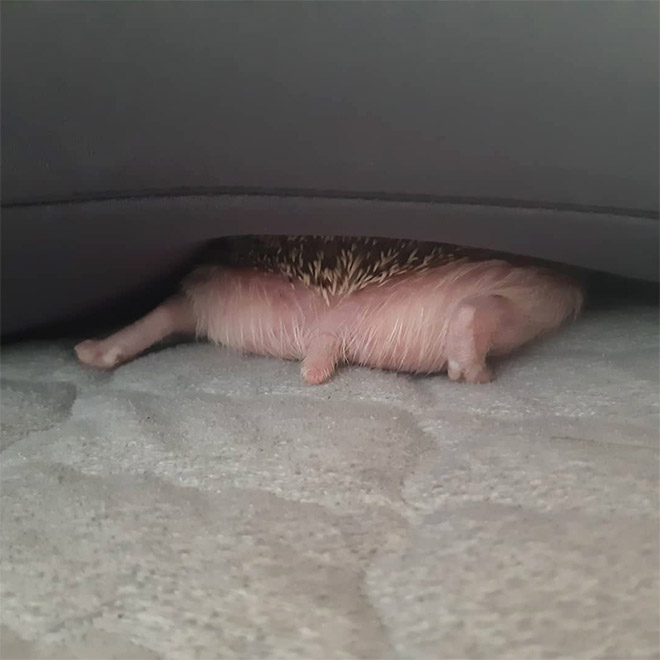 Hedgehog butt.