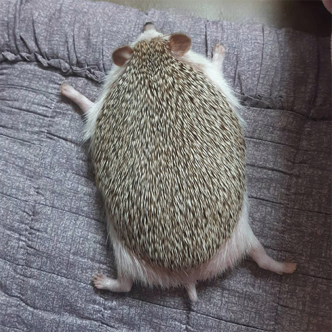 Hedgehog back.