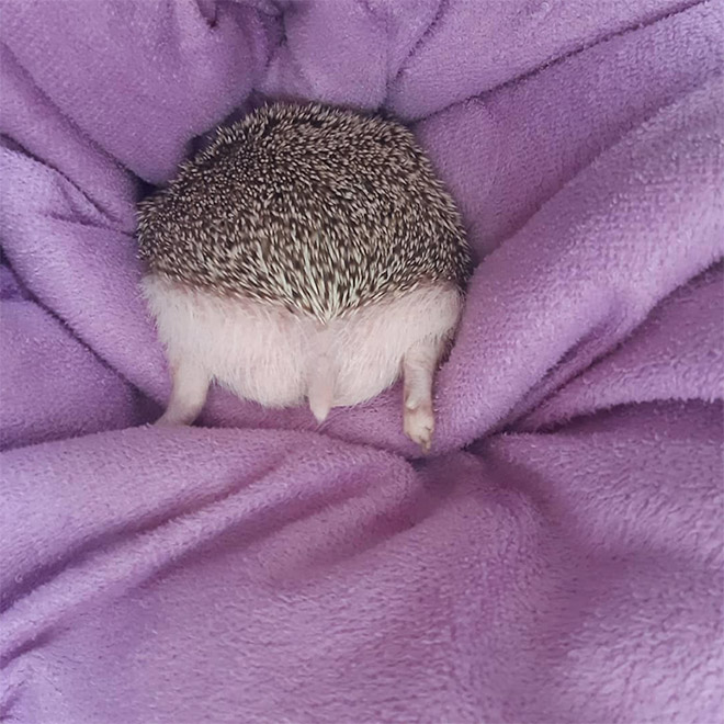 Funny hedgehog butt.