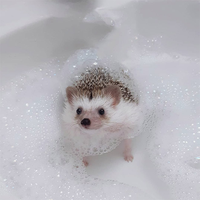 Hedgehog bath time.