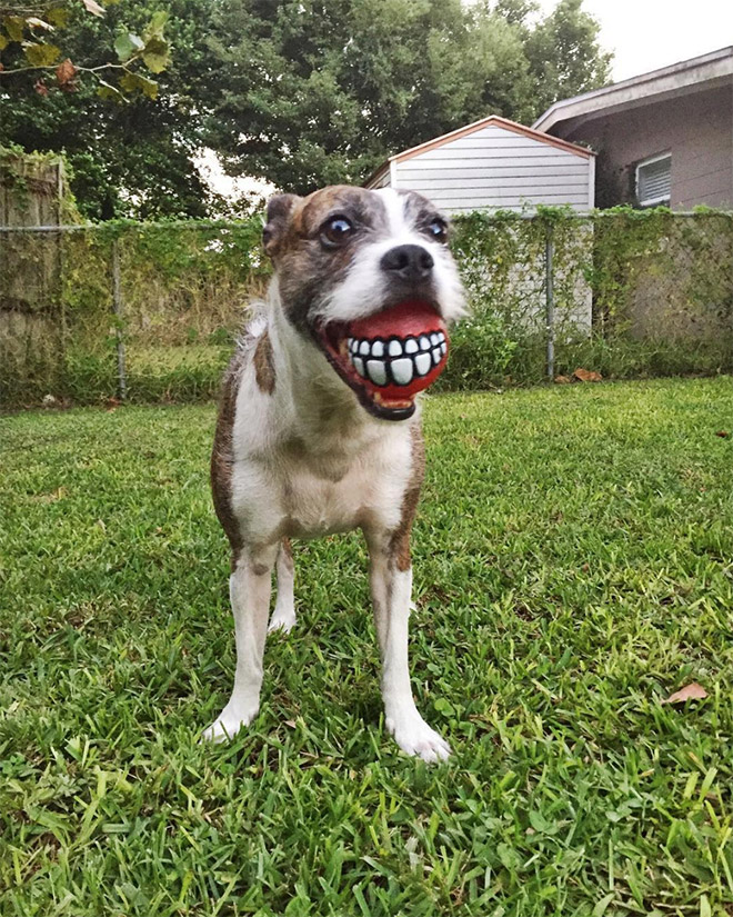 Funny teeth ball dog toy.