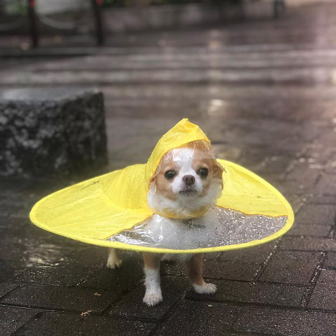 UFO raincoat for dogs.