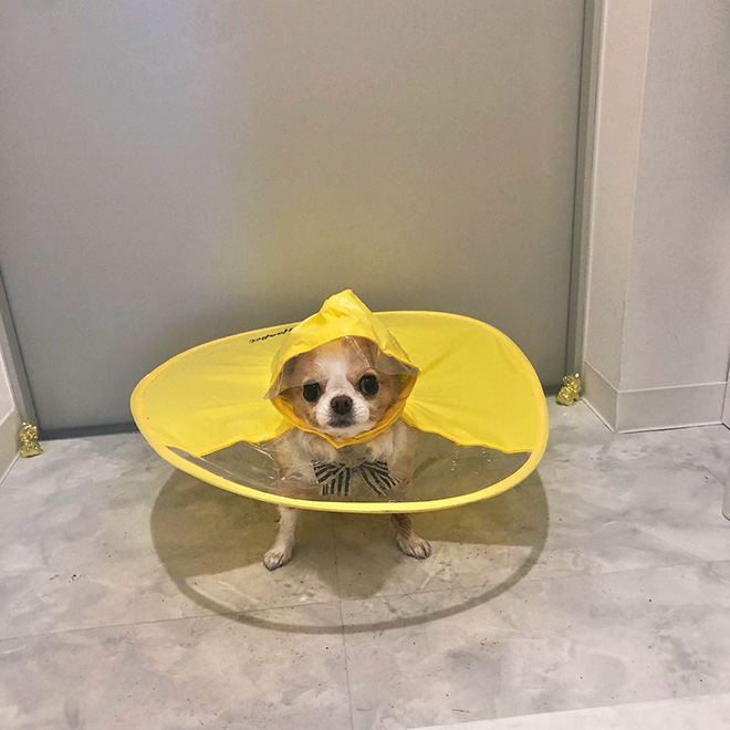 Dog raincoat.