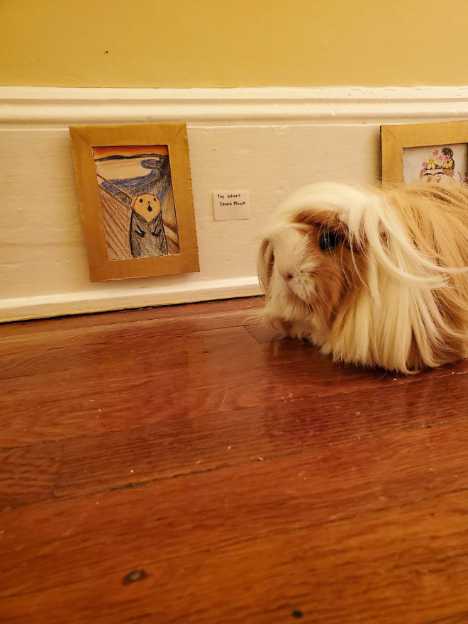 Guinea pig enjoying DIY art museum.