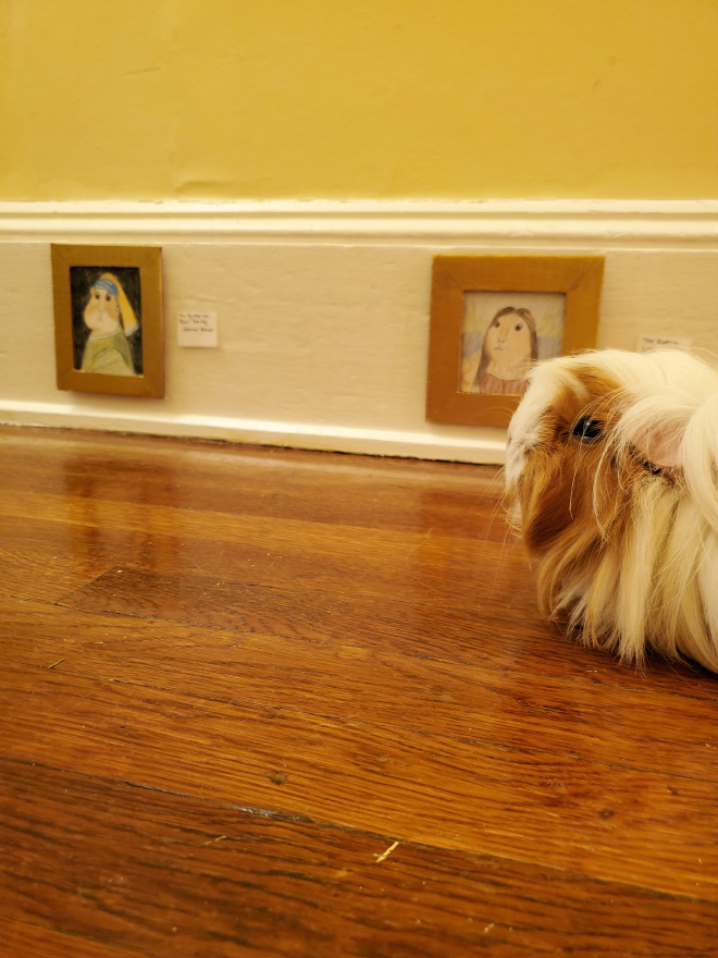 Guinea pig enjoying DIY art museum.