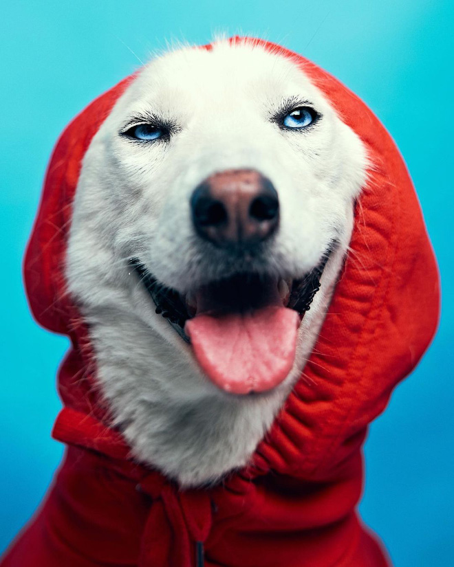 Dog in human clothes.