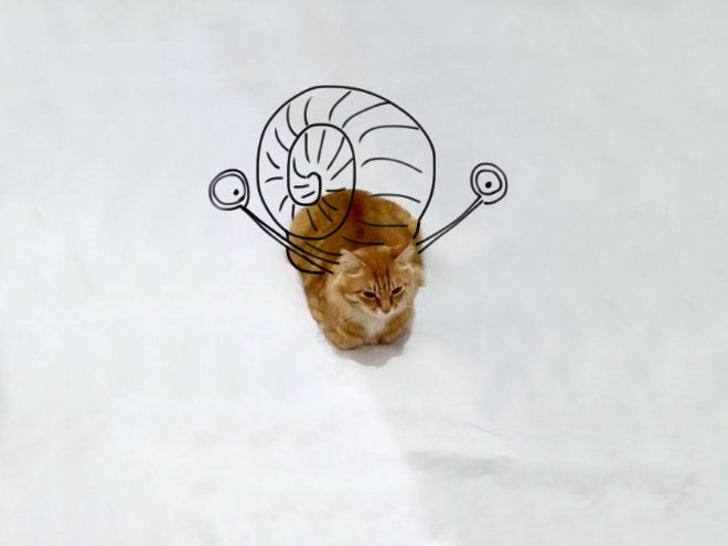 Cat snail.