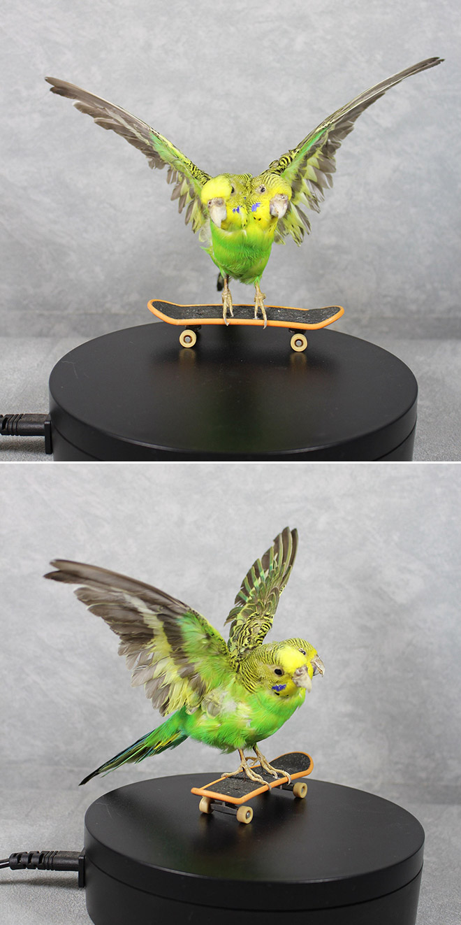 Skating parrot(s) taxidermy.