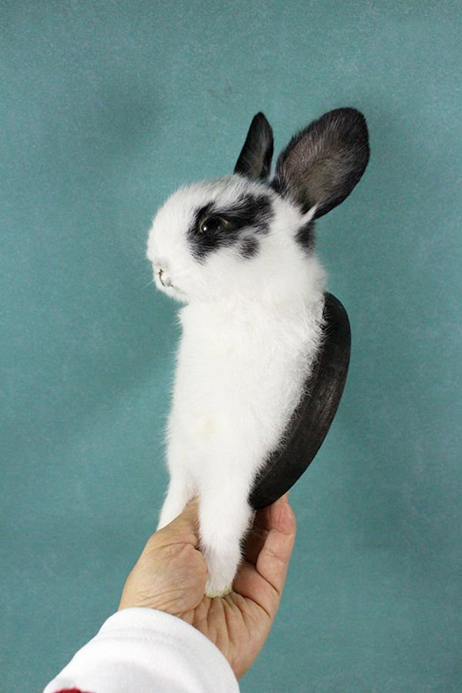 Half-bunny taxidermy.