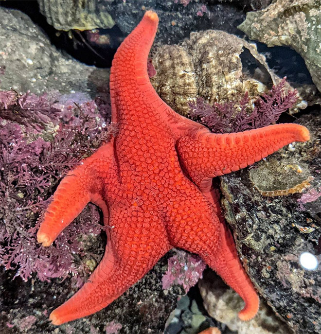 Starfish butt.