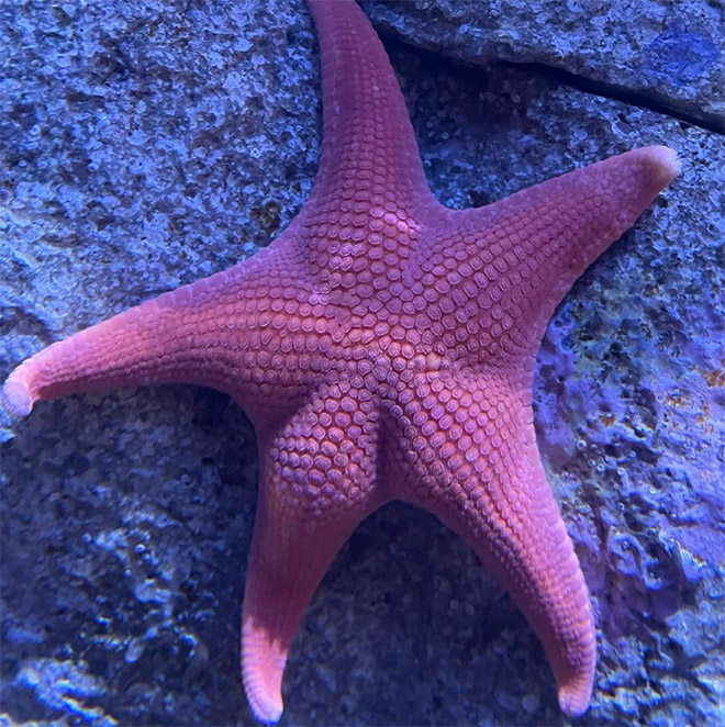 Starfish butt.
