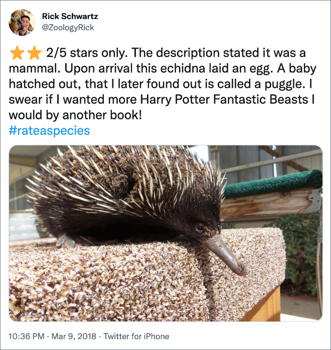 2/5 stars only. The description stated it was a mammal. Upon arrival this echidna laid an egg. A baby hatched out, that I later found out is called a puggle. I swear if I wanted more Harry Potter Fantastic Beasts I would by another book!