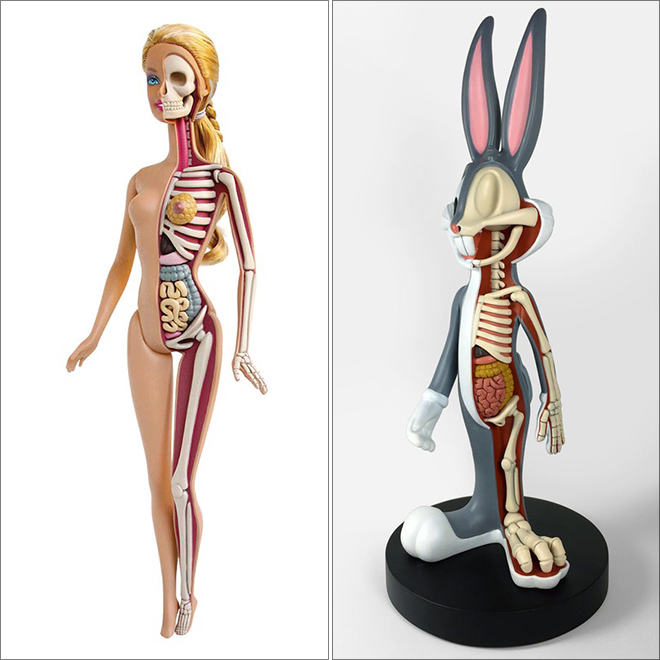 Toy anatomy.