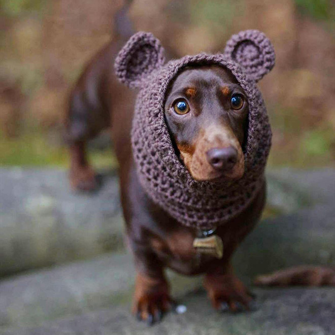 Dog bear hat.