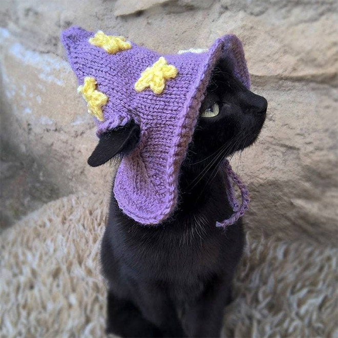 Cat wizard hat.