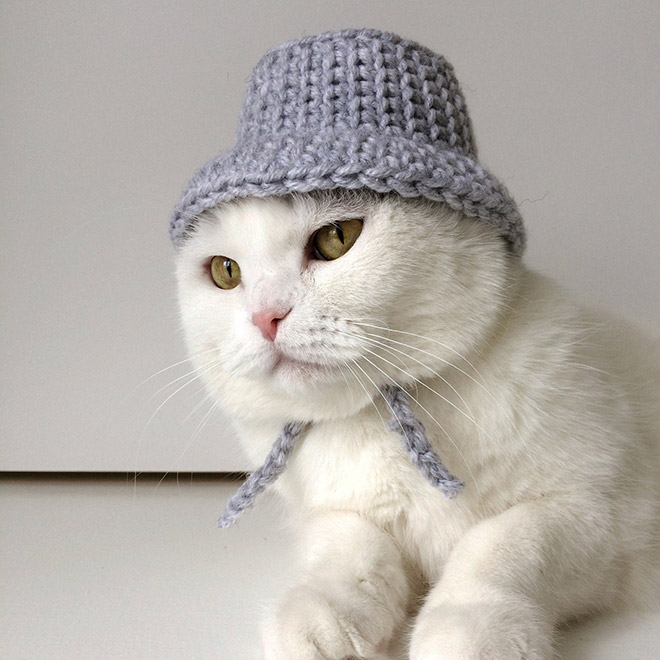 Grey cat hat.