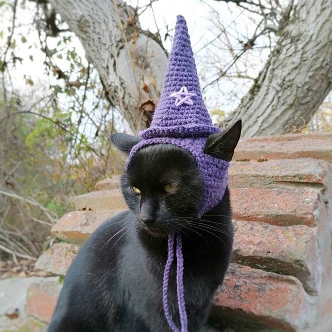 Witch cat hat.
