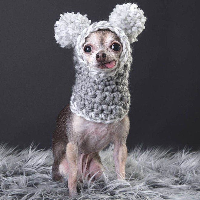 Cute dog hat.
