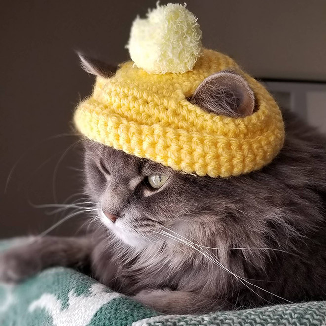 Yellow cat hat.
