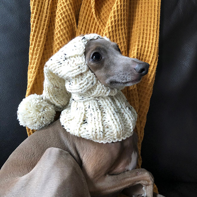 Warm dog hat.