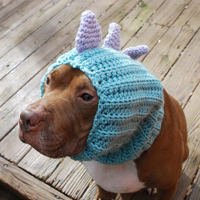 Dog dino hat.