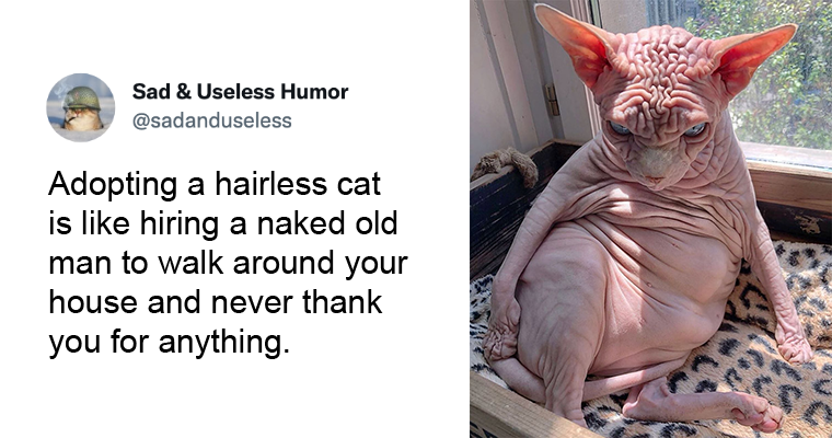 The Funniest Tweets About Cats