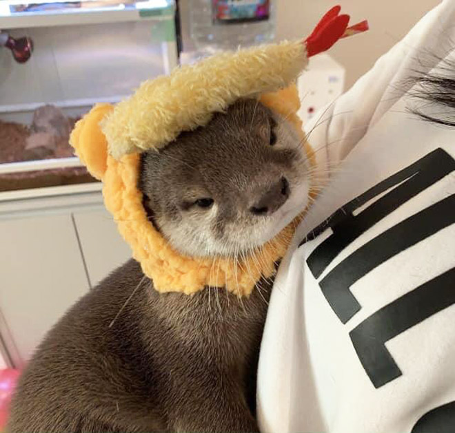 Otter in a hat.