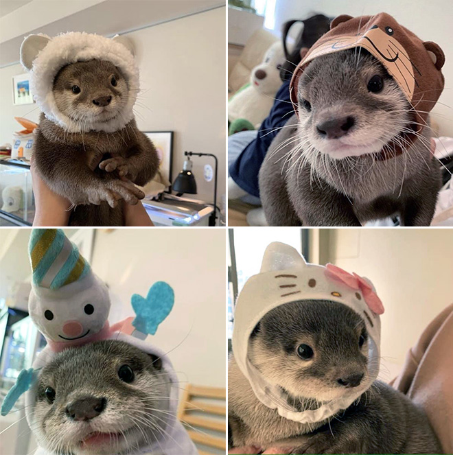 Otters in hats.