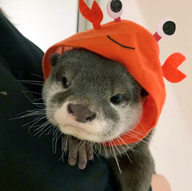 Otter in a hat.