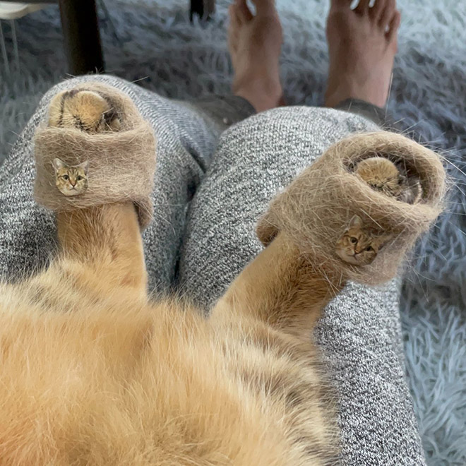 Cat slippers.