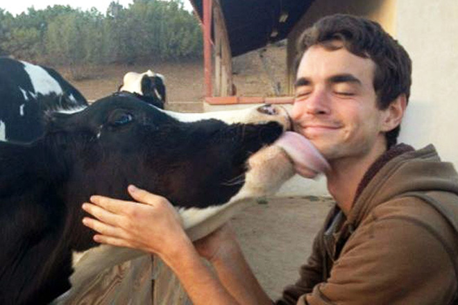 Funny cow lick.
