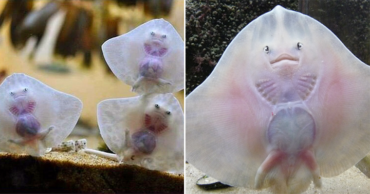 Baby Stingrays Look Like Tiny Raviolis Stuffed With Damned Souls