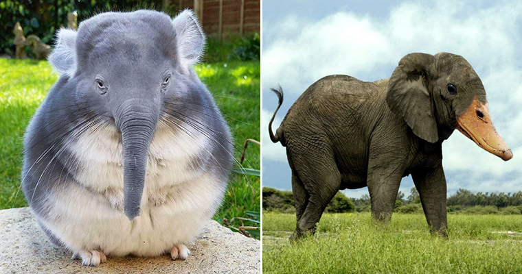 Members Of Online Group Create The Stupidest Animal Hybrids They Can Think  Of