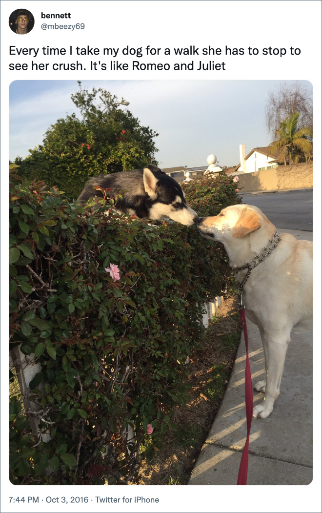 Every time I take my dog for a walk she has to stop to see her crush. It's like Romeo and Juliet