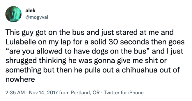 This guy got on the bus and just stared at me and Lulabelle on my lap for a solid 30 seconds then goes “are you allowed to have dogs on the bus” and I just shrugged thinking he was gonna give me shit or something but then he pulls out a chihuahua out of nowhere