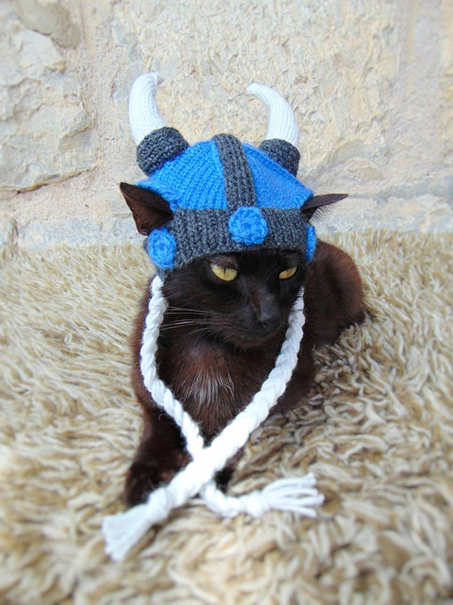 Viking hat for a cat - great idea.