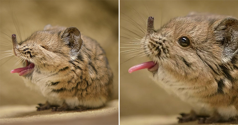 Yawning Elephant Shrew Is The Cutest Thing Ever