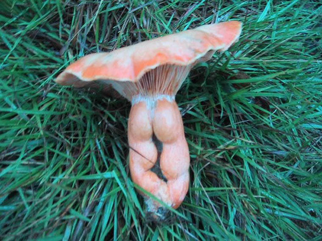 Mushroom that looks like a butt.